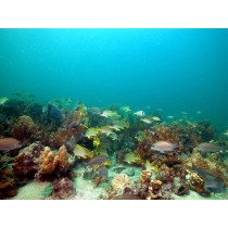 Reef Check survey at Saadiyat Reef