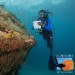 AWARE - Coral Reef (No Dives)